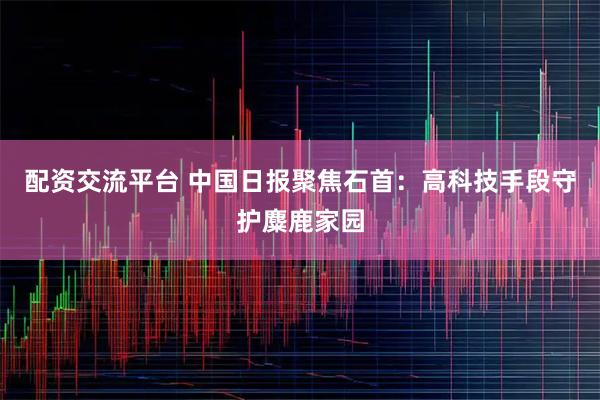 配资交流平台 中国日报聚焦石首：高科技手段守护麋鹿家园